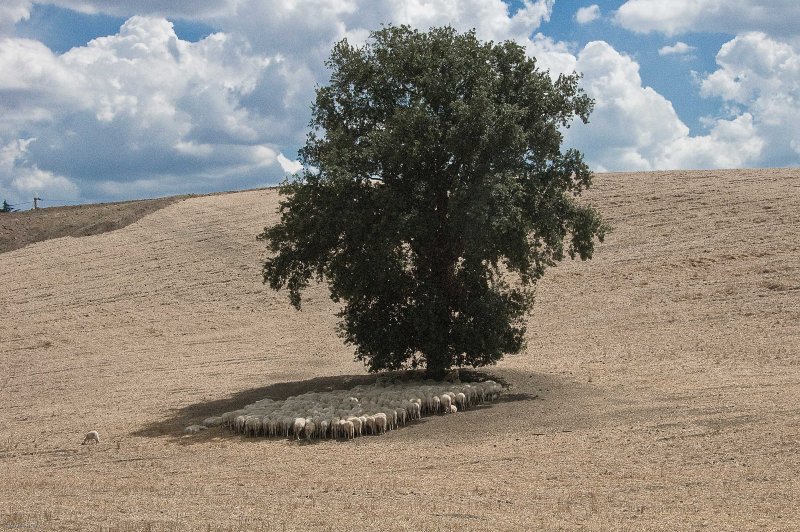 Cieloterra