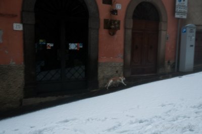 _DSC3870.jpg