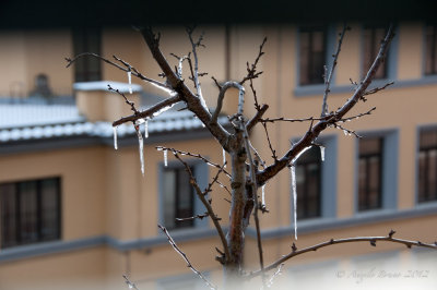 _DSC4028.jpg