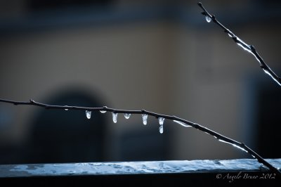_DSC4031.jpg