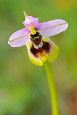 Ophrys tenthredinifera