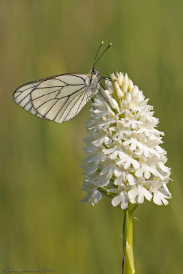 Anacamptis pyramidalis