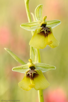 Ophrys lacaitae