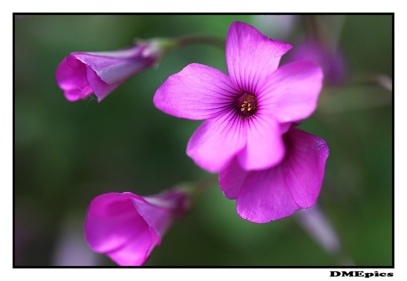 14 mei 2011.jpg