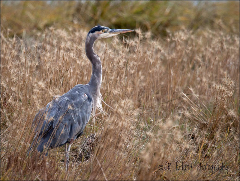 Great Blue Heron