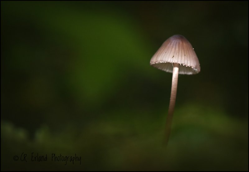 On the Forest Floor