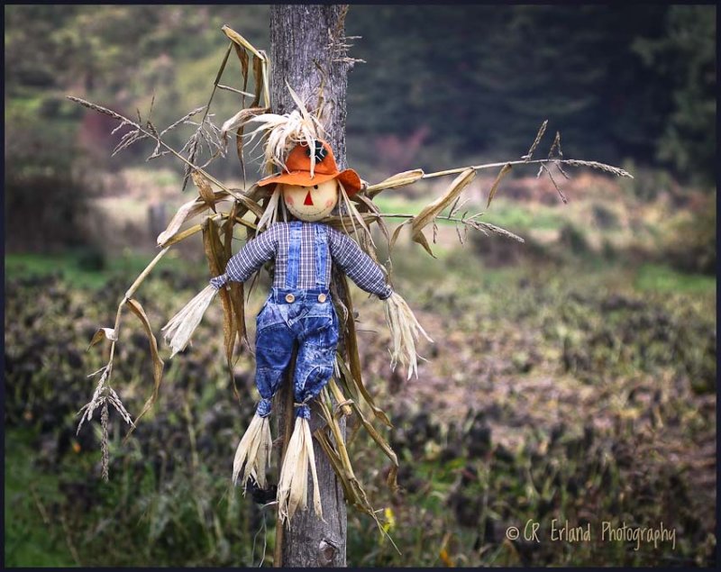 Guardian of the Cornpatch