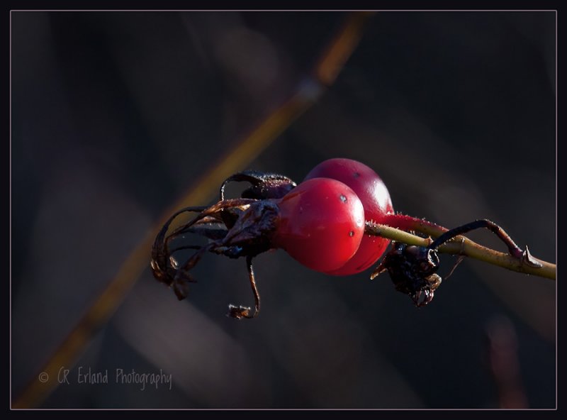 Winter Berries