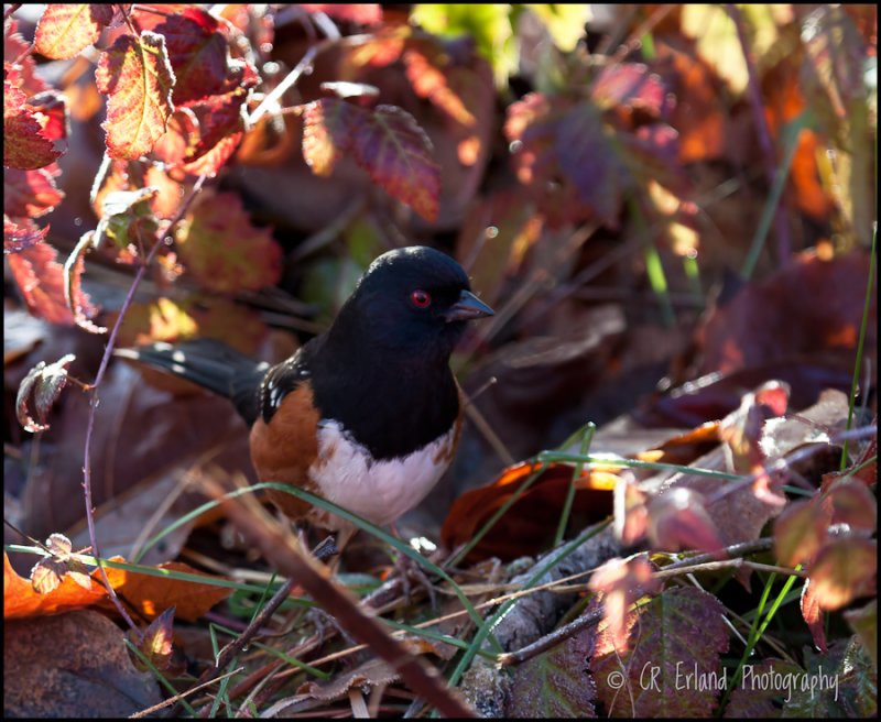 Curious Visitor