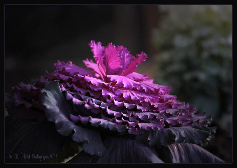 Winter Flower