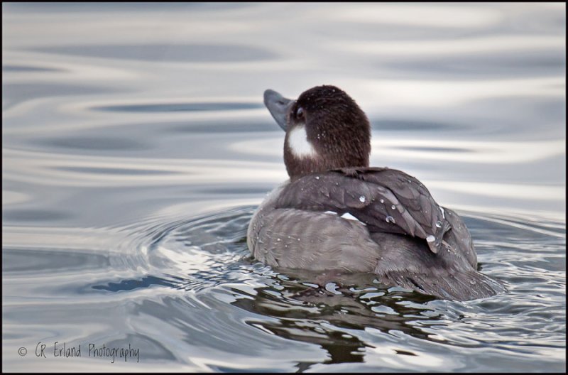 Female Bufflehead