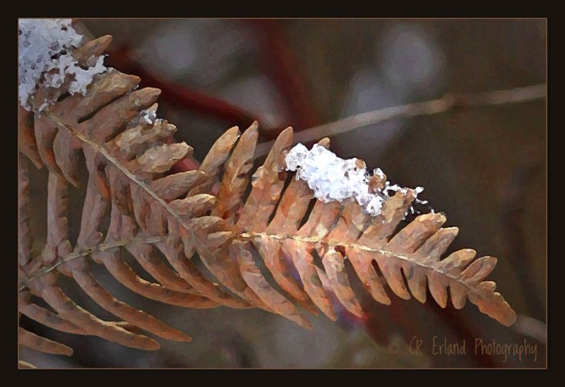 Winter Fern