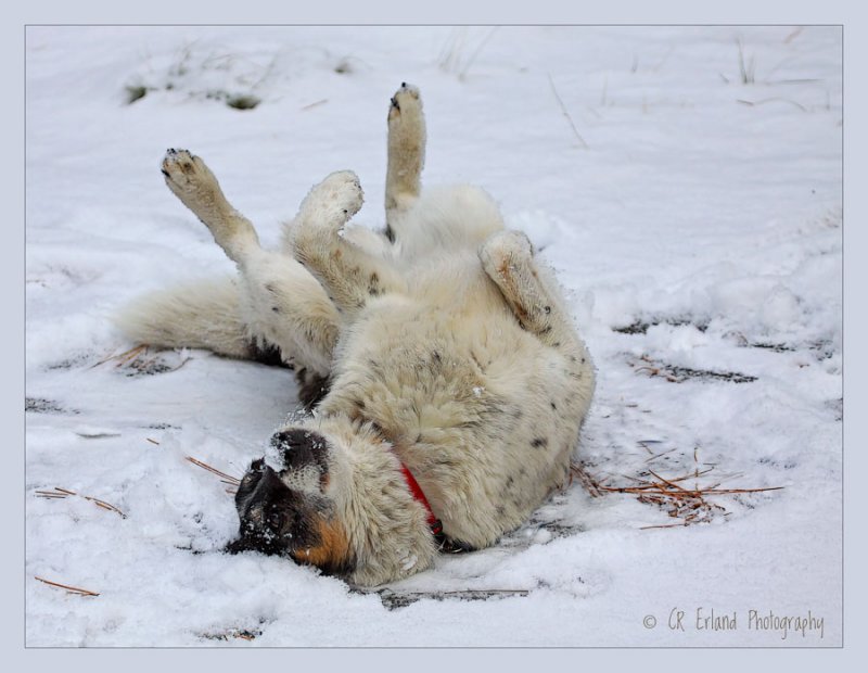 Snow Angel