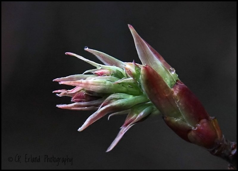 Indian Plum