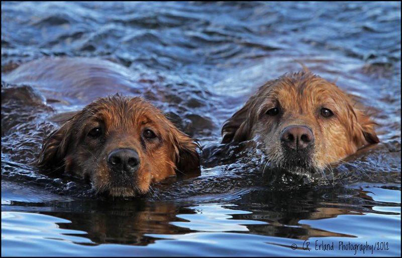 The Daily Swim