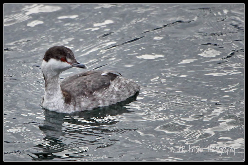 Horned Grebe - Winter Plumage