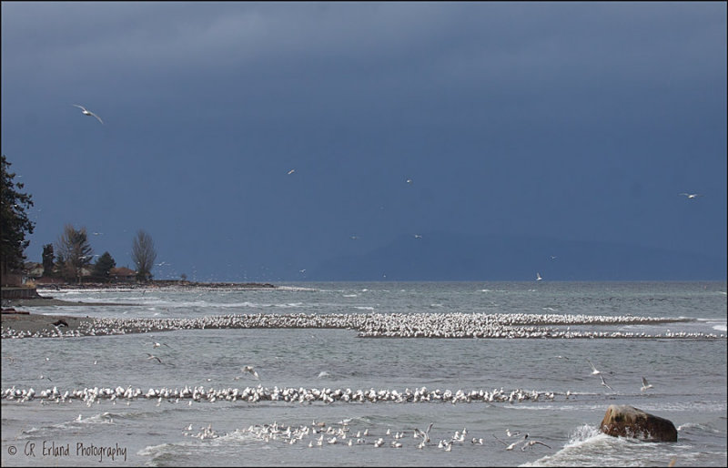 Gulls Swarmed the Beaches