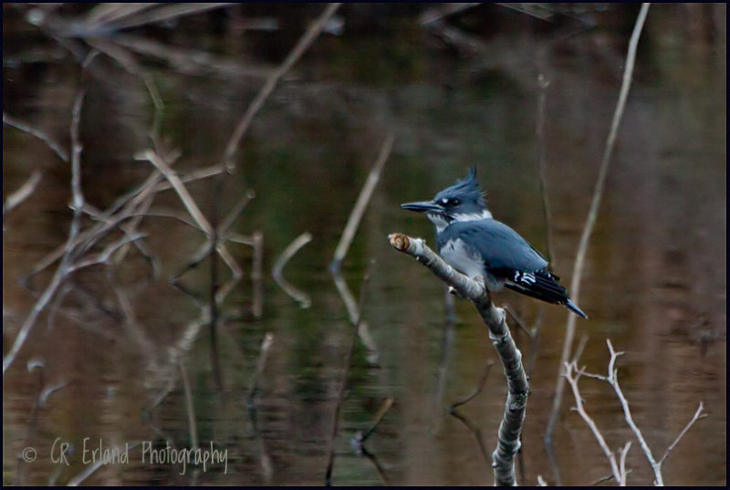 Belted Kingfishers