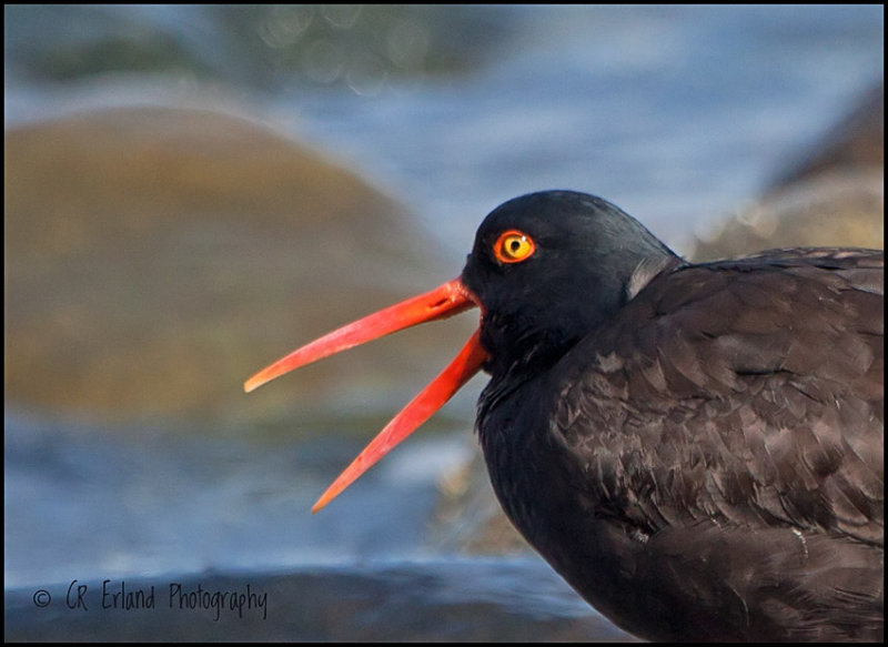 Black Oyster Catcher