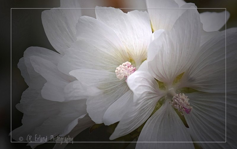 White Flowers<br><br>Best Viewed in Original Size