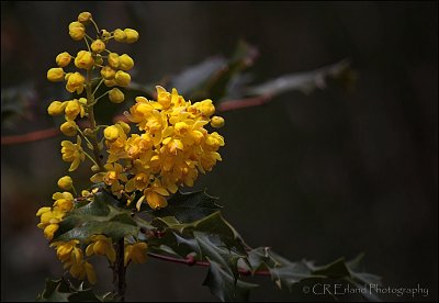 Oregon Grape Blossom