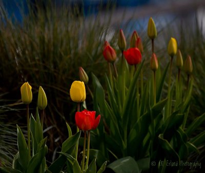 Tulip Time