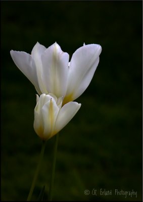 White Tulips