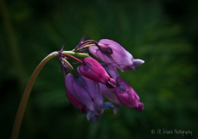 Wild Bleeding Heart