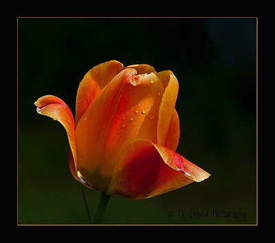 After the Rain