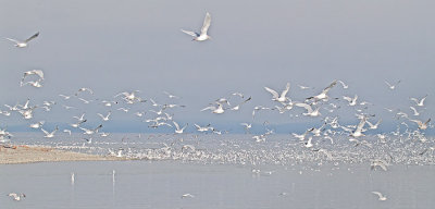 Gulls and Salmon