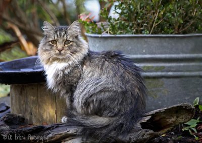 Garden Cat