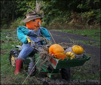 Harvest Time