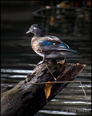 Wood Ducks