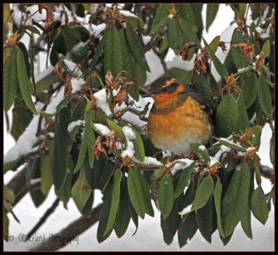 Varied Thrush