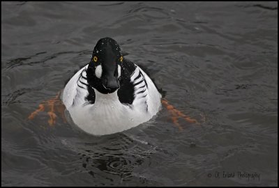 Goldeneye