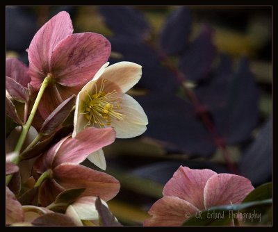 Lenten Rose