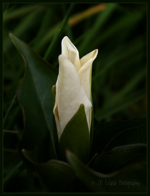 Trillium Bud