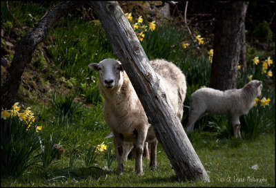 Sheep:  Mammas and the Babies