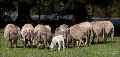 The Milk Bar