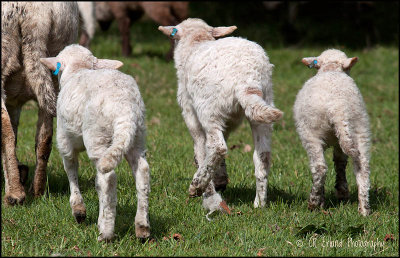 Lambs Tails