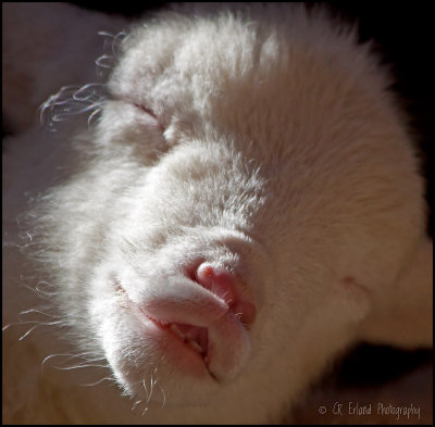 Counting Sheep
