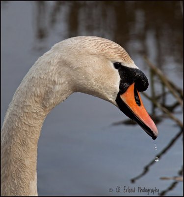 Swans: Mute Swans