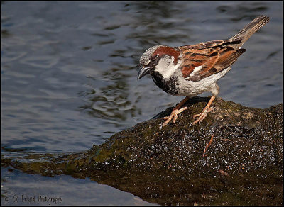Male House Sparrow