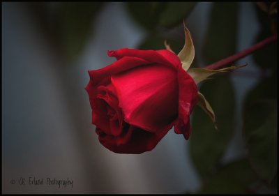 The Red Rose