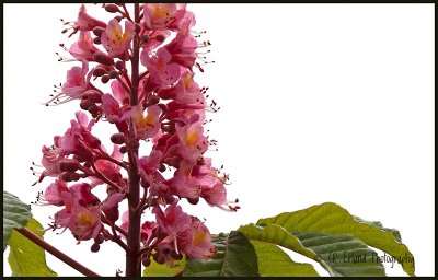 Pink Horse Chestnut
