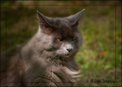 Neighbourhood Cat