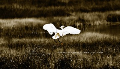 IMG_2265.jpg
