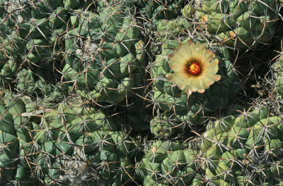 CACTUS FLOWER