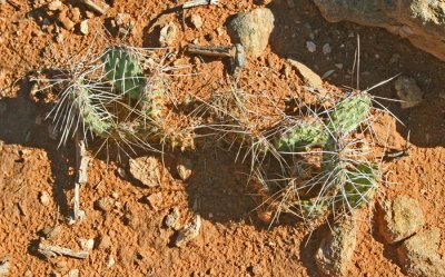 CACTUS ATOP HUNT'S MESA