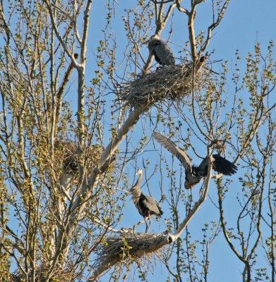 GREAT BLUE HERONS NESTING